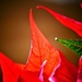 Poinsettia Points by carole_sandford