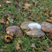 Iced Fungi by loweygrace