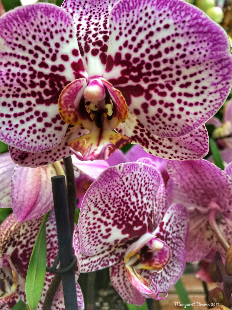 Orchid by craftymeg