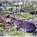 Bunny hop by rosiekind