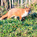 Fox in the afternoon sun!!! by padlock