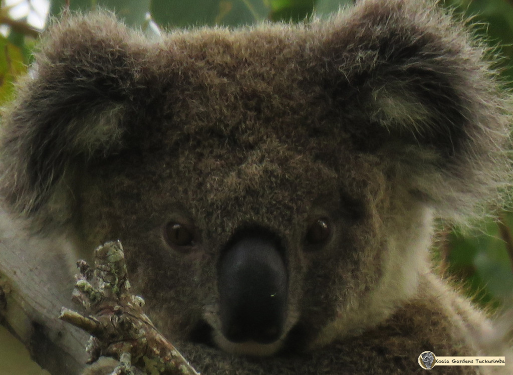 yep I see ya! by koalagardens