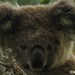 yep I see ya! by koalagardens