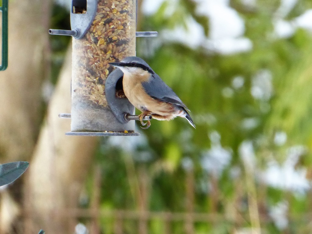 Nuthatch in the Garden by susiemc