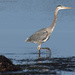 Great blue heron by mccarth1