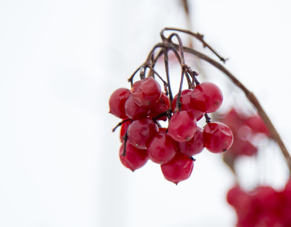 berries by tracymeurs