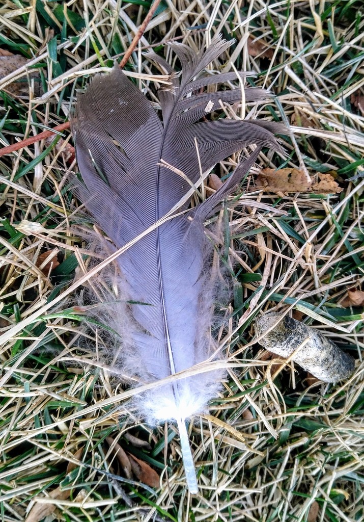 Feather, grass and goose poop. by sandlily