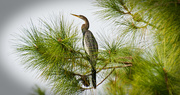 18th Dec 2017 - Anhinga in the Pines!