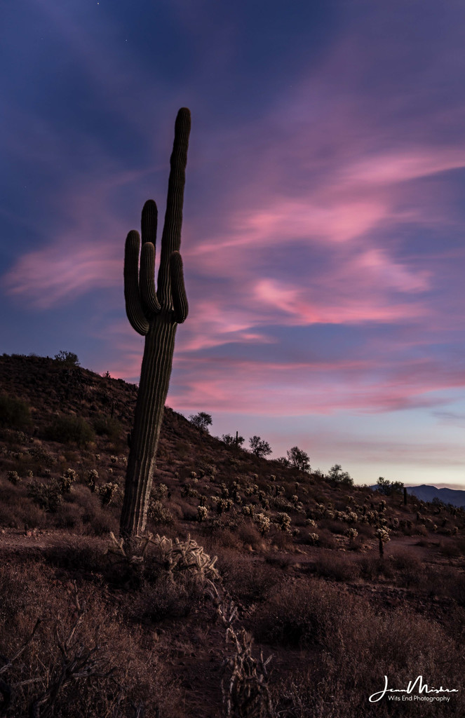 saguaro-cactus-at-dawn by jae_at_wits_end