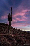 1st Dec 2017 - saguaro-cactus-at-dawn