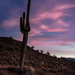 saguaro-cactus-at-dawn by jae_at_wits_end