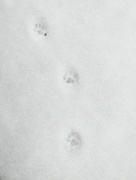 16th Dec 2017 - footprints