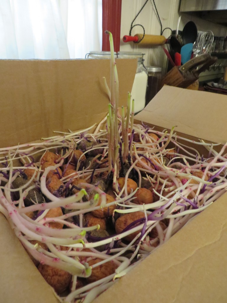 Michael's potatoes sprouted! by margonaut