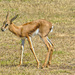 Baby Springbuck almost 3 weeks now. by ludwigsdiana