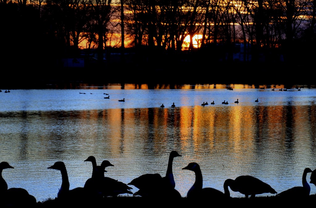 Sitting Geese by lynnz