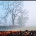 More foggy scenes on the dog walk! by lyndamcg