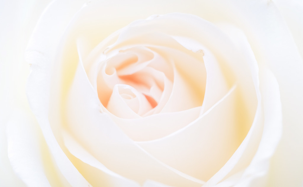 Filler Rose. by tonygig