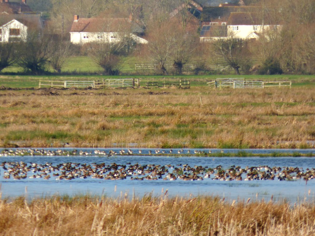 Wildfowl on the Somerset Levels by julienne1