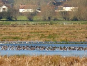 18th Dec 2017 - Wildfowl on the Somerset Levels