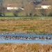 Wildfowl on the Somerset Levels by julienne1