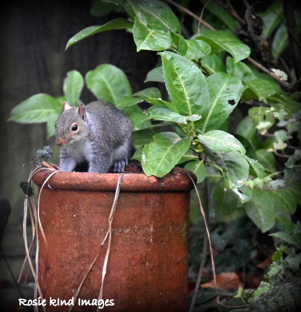 What's he doing in the chimney pot? by rosiekind