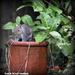 What's he doing in the chimney pot? by rosiekind