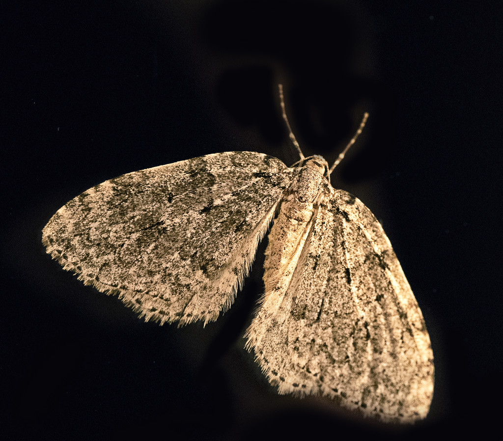 Moth  by jgpittenger