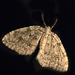 Moth  by jgpittenger