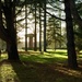 Lynford Arboretum by gillian1912