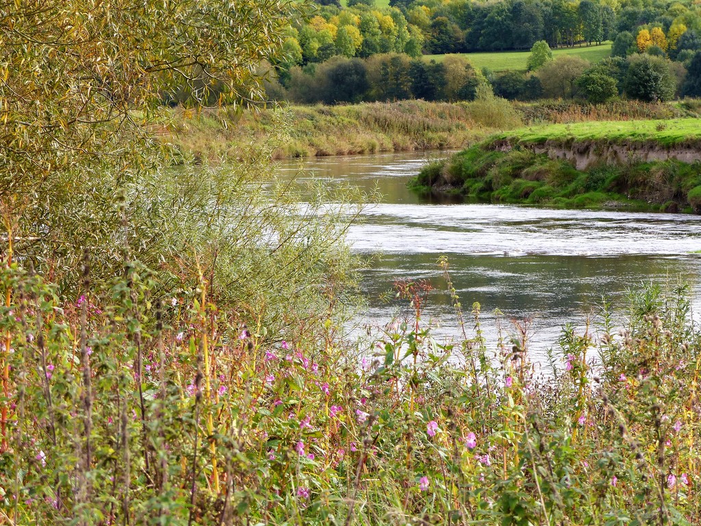 The River Wye at Winforton  by susiemc