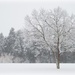 Single Winter Tree by 365karly1