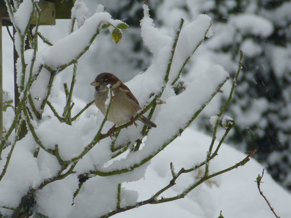 A little sparrow in the snow... by snowy