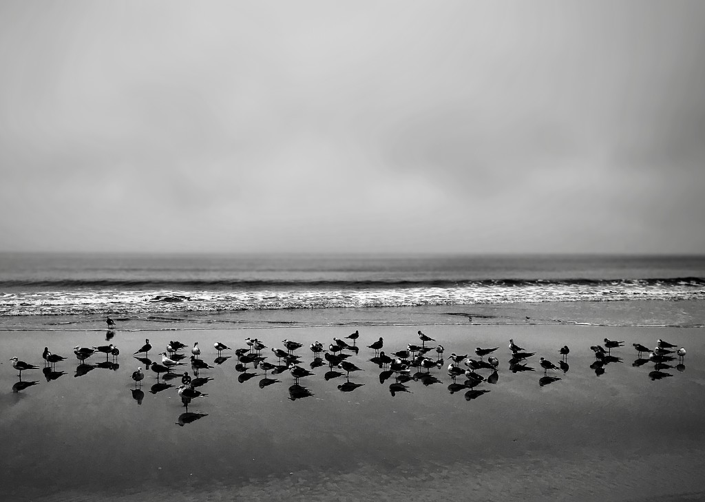 Gulls—🦅 by joemuli