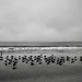 Gulls—🦅 by joemuli