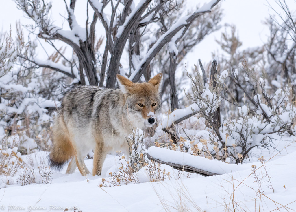 Coyote in Yellowstone by dridsdale