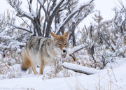 18th Dec 2017 - Coyote in Yellowstone
