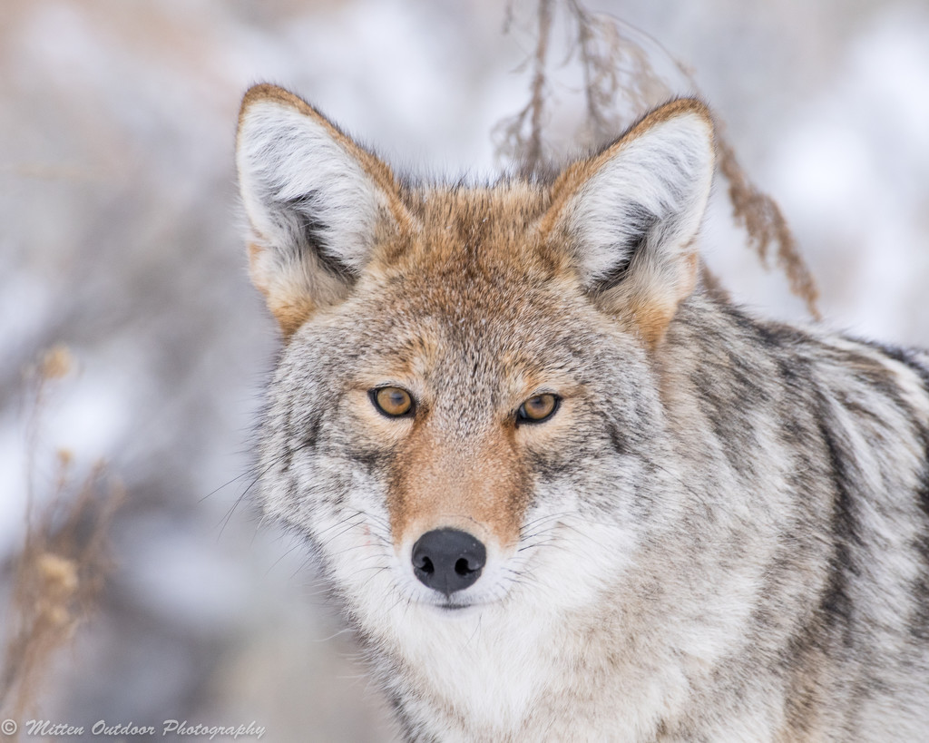 Coyote in Yellowstone by dridsdale