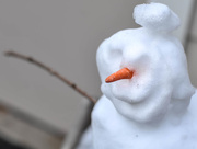 18th Dec 2017 - Carrot nose