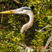 Blue Heron in the Bushes! by rickster549