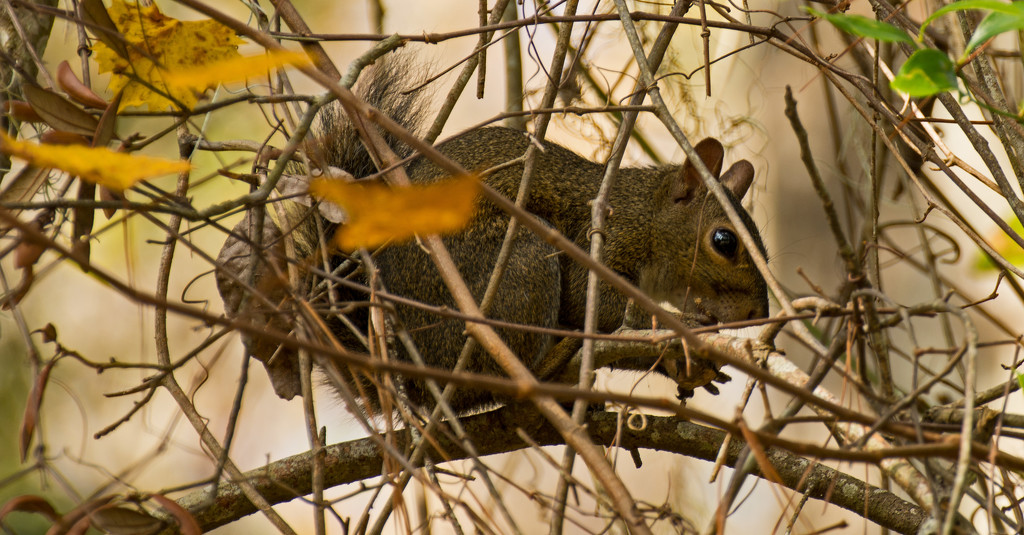 Squirrel, Safe Behind the Limbs! by rickster549