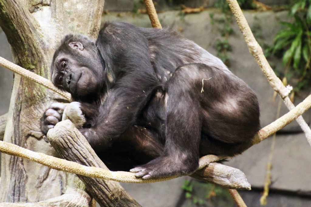 Relaxing Gorilla  by randy23