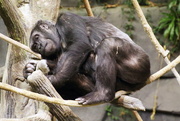 17th Dec 2017 - Relaxing Gorilla 
