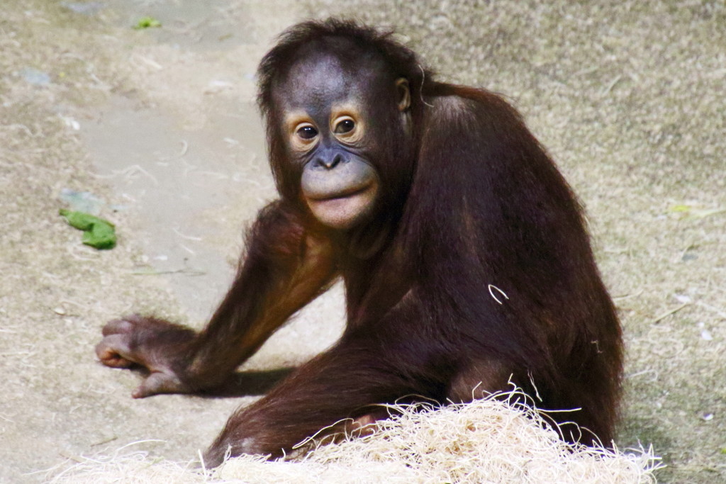 Young Orangutan  by randy23