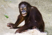 19th Dec 2017 - Young Orangutan 
