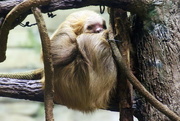 20th Dec 2017 - Sleeping Two Toed Sloth 