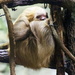 Sleeping Two Toed Sloth  by randy23
