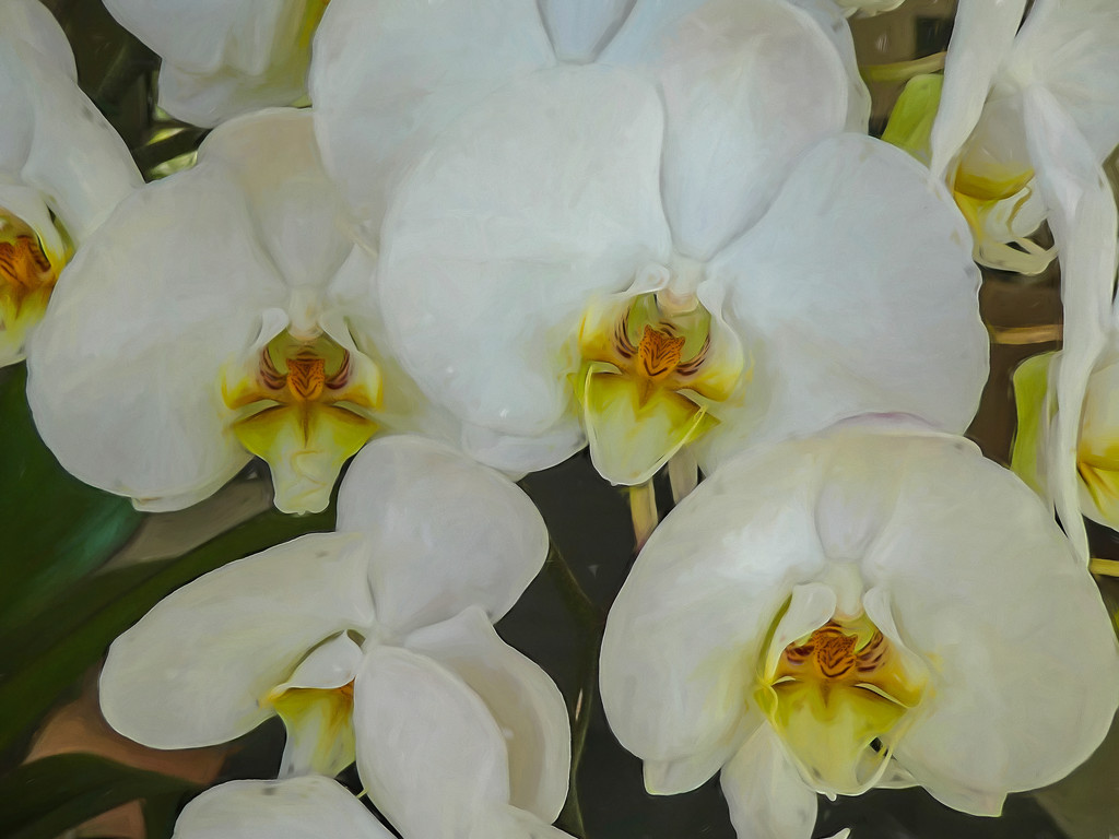 White Orchids by ludwigsdiana
