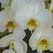 White Orchids by ludwigsdiana