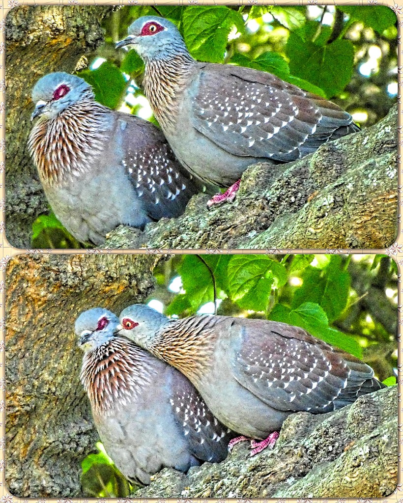 These two Speckled Pigeons seemed so in love. by ludwigsdiana
