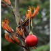 Christmas Bauble in the Flax Bush... by julzmaioro